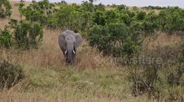 Protective Mother Elephant Guards the baby elephant from Tourists