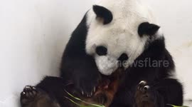 Moscow cheers for newborn panda cub