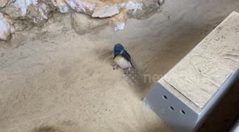 Cute Pinguin was met in the rescue center of Pinguin Island, Western Australia