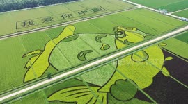 Giant Cartoon Painting Pattern in A Rice Field in Xi 'an