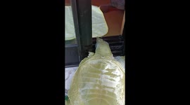 Pet Turtle Opens Door By Itself