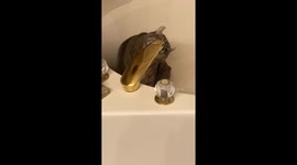 Funny cat thirsty, cat in the house