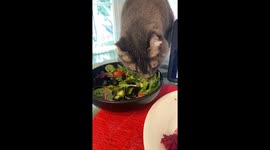 Funny cat vegan lol