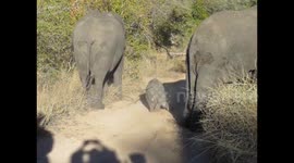 Newborn elephant adorably stumbles around in front of safari tour