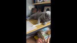 Mischievous kitten teases owner by casually knocking pen off shelf