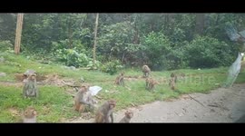 While walking through the beautiful green forest road, I saw many monkeys on the side of the road, happily eating the biscuits given to them.