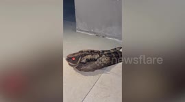 Nightjar bird with red eyes baffles resident when it wanders into his apartment