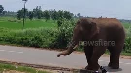 Elephant smashed through the front of a bus causing passengers to flee for safety
