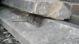 Wild Mouse goes back into the bush after sunbathing to warm up its temperature