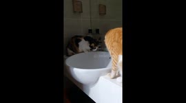 This cat named Bou is probably teaching his friend how to drink from the Faucet