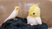temp