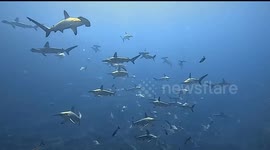 More than a hundred hammerhead sharks surround group of divers