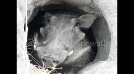 Peekaboo I see you, Warthogs yawns in his burrow as he wakes up for the day
