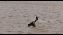 Antelope braves crossing a Crocodile and Shark infested River/Estuary to get to greener pastures
