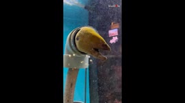 Strange eel in Japan proves that it's possible to look both cute & creepy at the same time
