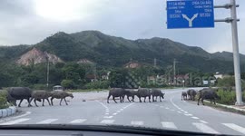 A herd of water buffaloes crossing a highway obstructs traffic in Vietnam