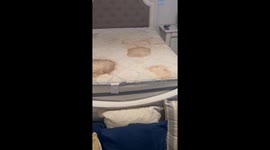 Guests React to Nasty AirBnB Beds
