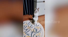 Disabled cat dashes across living room floor and hides behind curtain