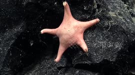 Mysterious golden orb found at bottom of ocean - and scientists have no idea what it is