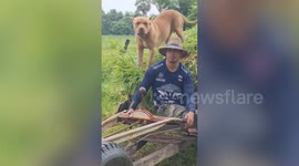 Pet Pitbull rides on tractor as farmer harvests crops