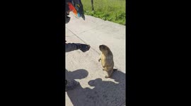 Outgoing groundhog asks visitors for treats in wild in China