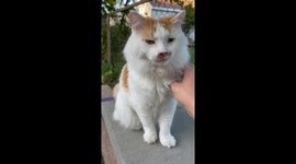 Missing cat bonds with homeowner and is reunited with owner thanks to doorbell camera