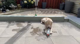 Timelapse dog with a bottle of ice during the Sept heatwave in the U.K.