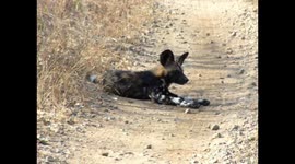 Cute African Wild dog puppy chasing his tail got to love animals antics