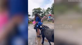 Shetland ponies get married - in a special ceremony at a rescue centre