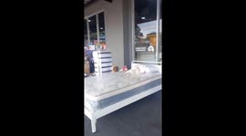 Comfortable cat nap: feline relaxing on mall mattress in Bandung