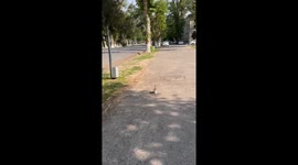 Departure delay: adorable kitten demands attention by climbing on owner's trousers