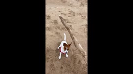 Daily beach bliss: Jack Russell duo Otto & Asha's playful stick fetch in Punta del Este