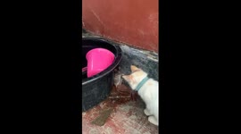 Mouse 'begs for its life' as it's cornered by curious cat