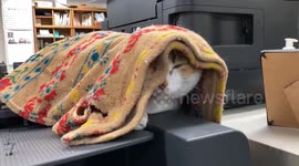 Pet cat sleeps on top of warm printer in cold office
