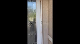 Snake Caught In Front Door