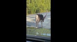 Reindeer Holds up Traffic for a Toilet Stop (ID: 285155312)