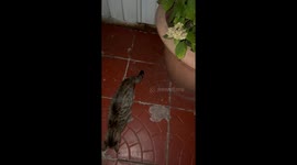 Cat playing with mouse