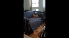 When your tail is your own enemy, the rats of this world are safe!