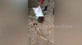 Mother dog and puppies put in sack and abandoned at empty lot rescued