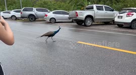 Peacock wanders to parking lot and holds up tourists' cars leaving farm
