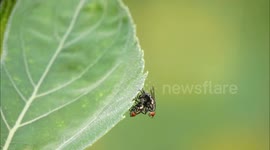 Two Flies Embrace And Mate in Yichang, China