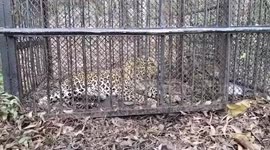 Leopard captured and released after straying near temple in southern India