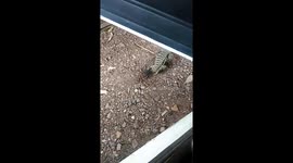 lagarto esquece fogão ligado