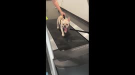Frenchie puppy runs on treadmill