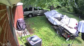 Squirrel Stashes An Ear Of Corn