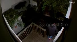 Man Saves Dog From Raccoon Attack