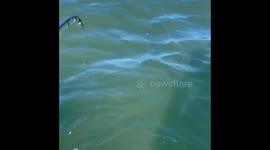 Fisherman accidentally hooks 10-foot-long shark while on paddleboard