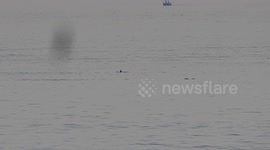 Pod of dolphins spotted from Jersey ferry, Channel Islands