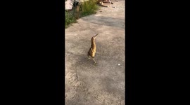 Mysterious bird captures attention with peculiar stance in China
