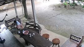 Huge king cobra snake attacks housewife, 50, while she cooks dinner in Thailand